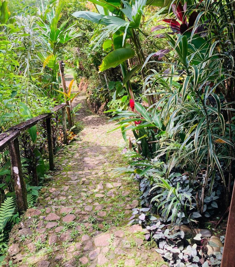 Dolphin Bay Hideaway Bed and Breakfast Bocas del Toro Buitenkant foto