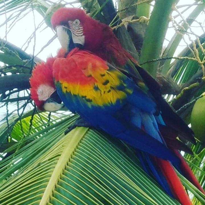 Dolphin Bay Hideaway Bed and Breakfast Bocas del Toro Buitenkant foto