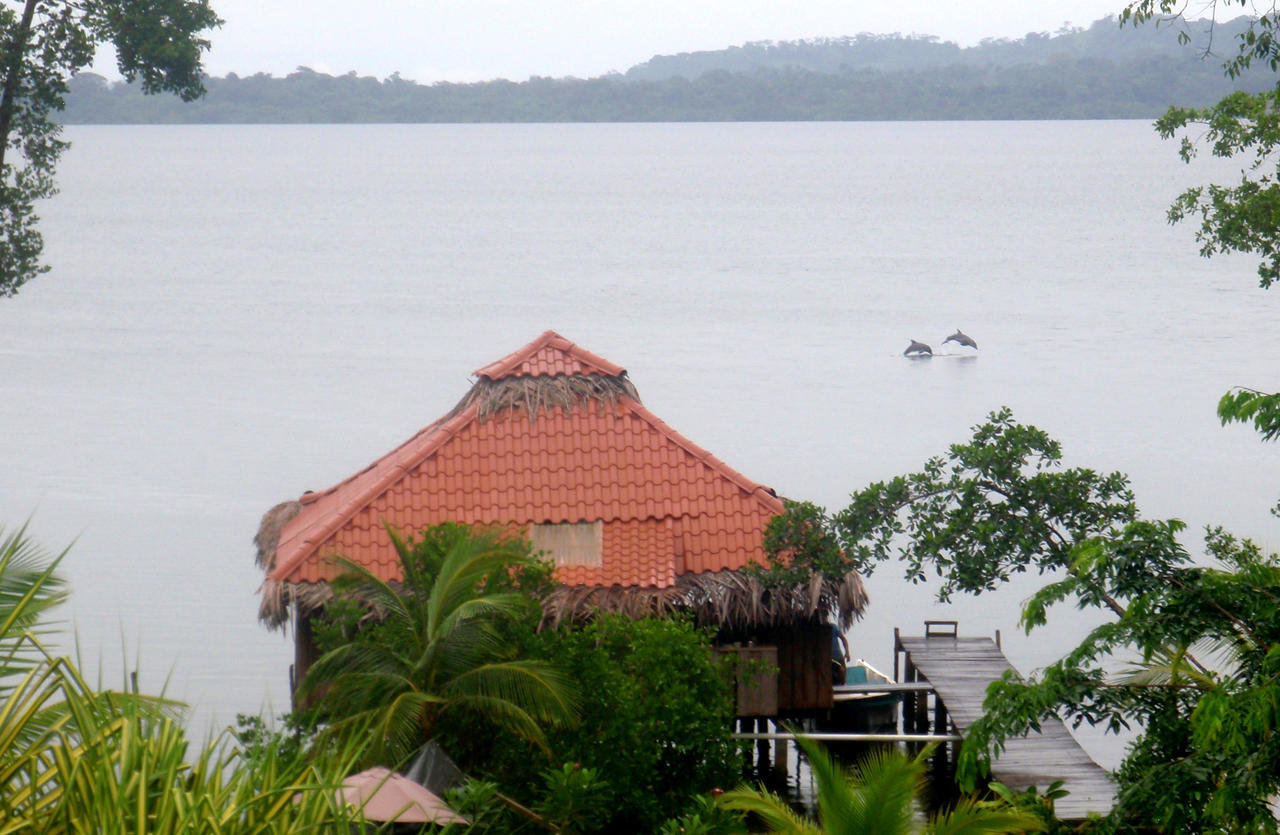 Dolphin Bay Hideaway Bed and Breakfast Bocas del Toro Buitenkant foto