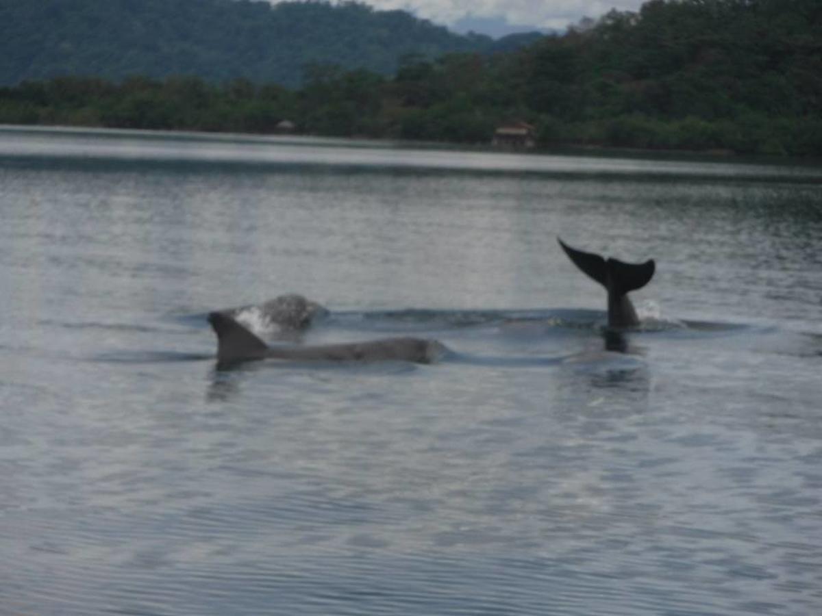 Dolphin Bay Hideaway Bed and Breakfast Bocas del Toro Buitenkant foto
