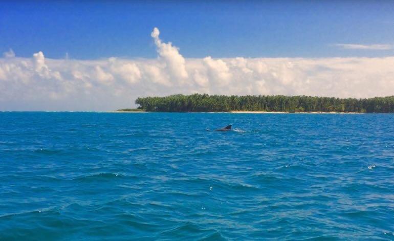 Dolphin Bay Hideaway Bed and Breakfast Bocas del Toro Buitenkant foto