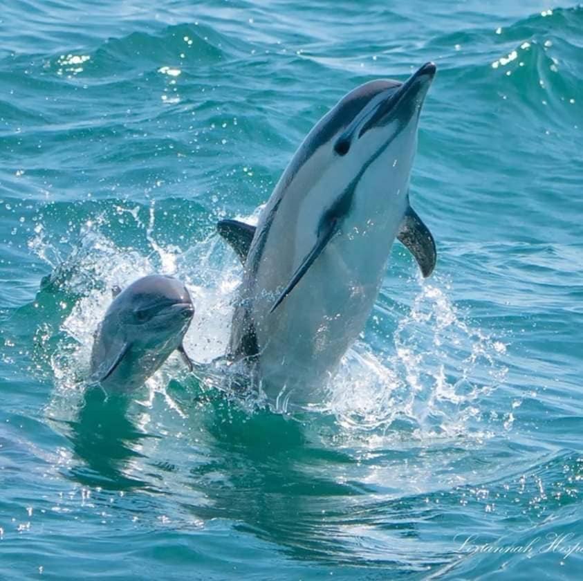 Dolphin Bay Hideaway Bed and Breakfast Bocas del Toro Buitenkant foto